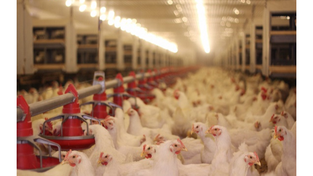 创新科技助推畜牧饲料业新开展，k8凯发生物利用合成生物技术赋能饲料添加剂25-羟基VD₃的生产